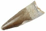 Fossil Spinosaurus Tooth - Real Dinosaur Tooth #368026-1